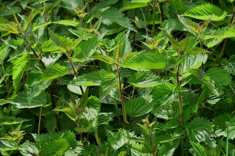 Herb Options