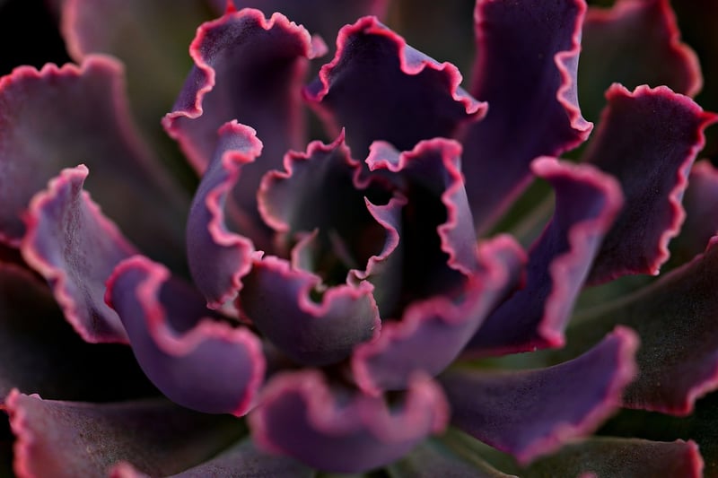 Garden Plants